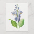 Recherche de hosta cartes postales Botanique