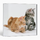 Search for shorthaired binders Pet