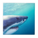 Recherche de requin carreaux Grand blanc