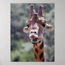 Recherche de girrafe posters Photographie