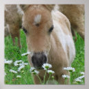 Recherche de poulain de cheval posters Stable