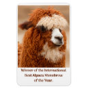 Search for alpaca magnets Humour