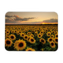 Search for sunflower magnets Blossom