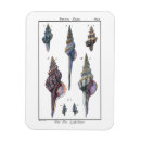Recherche de sept magnets Océan