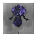Recherche de iris carreaux Botanique