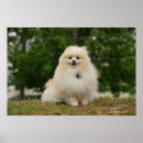 Recherche de spitz nain posters Assis