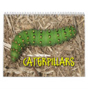 Search for pupa Caterpillar