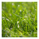 Recherche de herb posters Bio