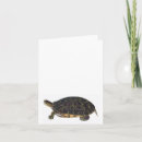 Search for terrapins cards Tortoise