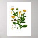Recherche de calendula art Vintage