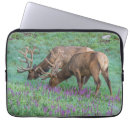 Search for bull elk electronics Danita delimont
