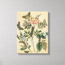 Search for butterfly canvas prints Insects