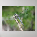 Search for damselfly posters Blue
