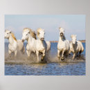 Search for ferus posters Farm