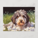 Search for relocating postcards Daisy