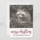 Search for raccoon christmas cards Winter