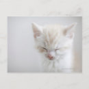 Recherche de chaton blanc cartes postales Animal