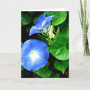 Search for morning glory birthday cards Glories