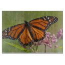 Recherche de monarque planches à découper Jardin