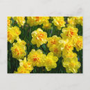 Recherche de jonquilles cartes postales Printemps