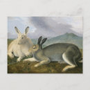 Recherche de john james audubon cartes postales Illustration