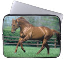 Search for stallion cases Field