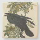Search for corax Bird