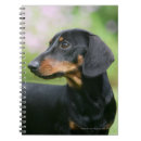 Recherche de bronzage carnets Teckel miniature lisse haired