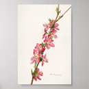Recherche de vintage nourriture posters Rose