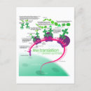 Search for translator postcards Translation