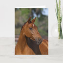 Search for bay horse cards Animal