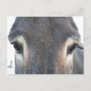 Recherche de donkey cartes postales Gris
