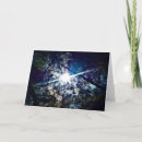 Search for shine photography Trees