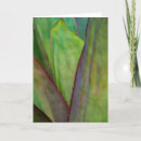 Recherche de agave vœux cartes Judith zimmerman