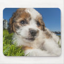 Search for lying down mousepads Animal