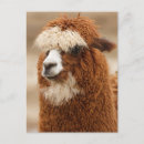 Recherche de funny llama cartes postales Animaux