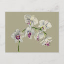 Recherche de orchids cartes postales Floral