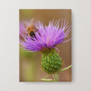 Recherche de chardon badges Insecte