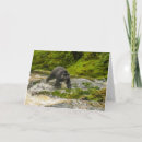 Search for danita delimont cards Black bear