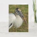 Search for profiling cards Wildlife