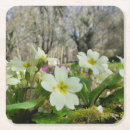 Search for perennial coasters Nature