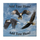 Recherche de aigle carreaux Aigle à tête blanche