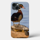 Search for ducks ipad cases Aix sponsa