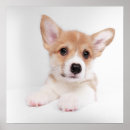Recherche de cute corgi art Canine