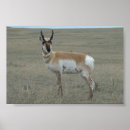 Search for pronghorn posters Antelope