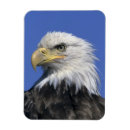 Search for haliaeetus magnets Usa
