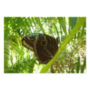 Search for blue morpho art Animal