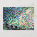 Search for paua postcards Shell