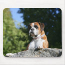 Recherche de chien boxeur tapis souris Photographe canin