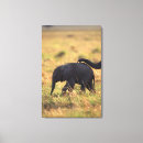 Search for kenya canvas prints Outdoors